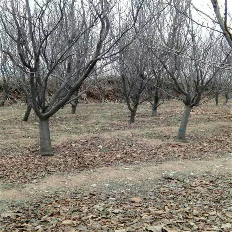 柿子樹苗價格，山東柿子基地，賣柿子樹苗