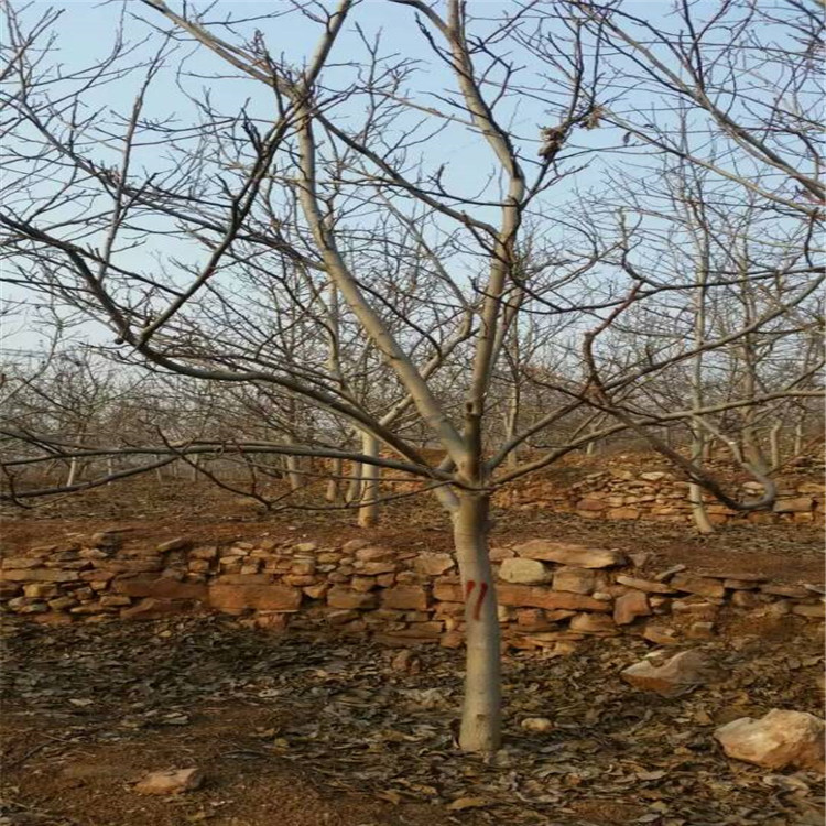 柿子種苗，哪里賣柿子樹苗，柿子苗基地