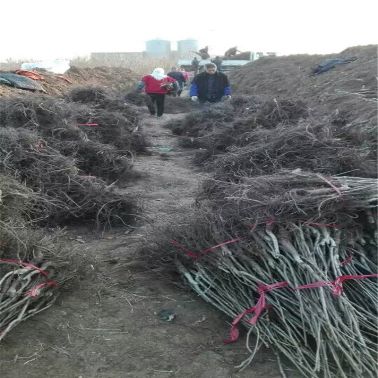 柿子苗基地，求購柿子樹苗，賣柿子樹苗