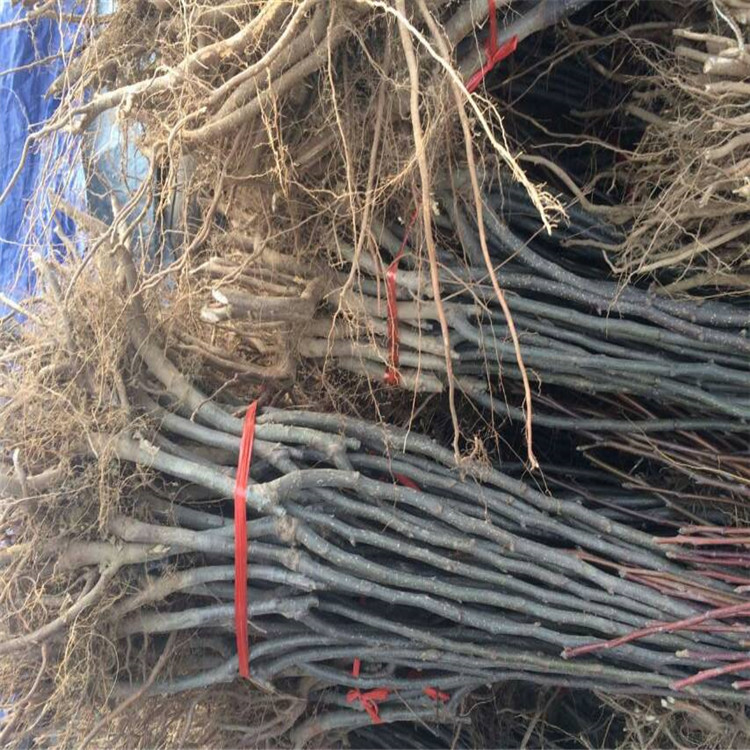 柿子樹苗價格，新品種柿子多少錢，大規(guī)格柿子樹