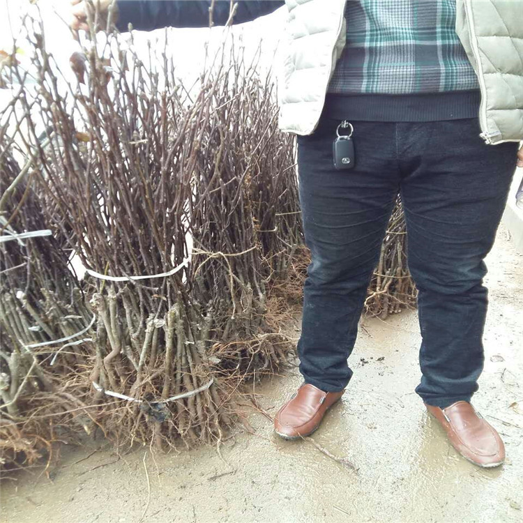 出售甜柿子樹苗，柿子樹那個品種好，柿子苗多少錢一株
