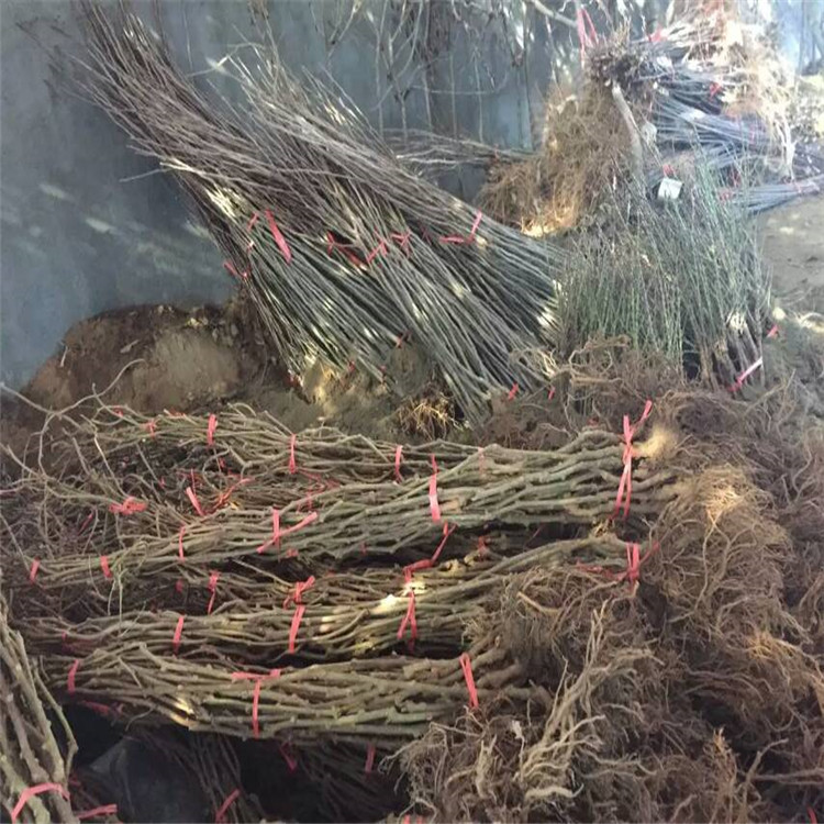 水果柿子苗，新品種柿子樹，出售柿子樹