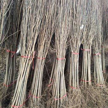 2公分柿子價(jià)格，柿子樹(shù)苗哪里賣(mài)，柿子苗價(jià)格