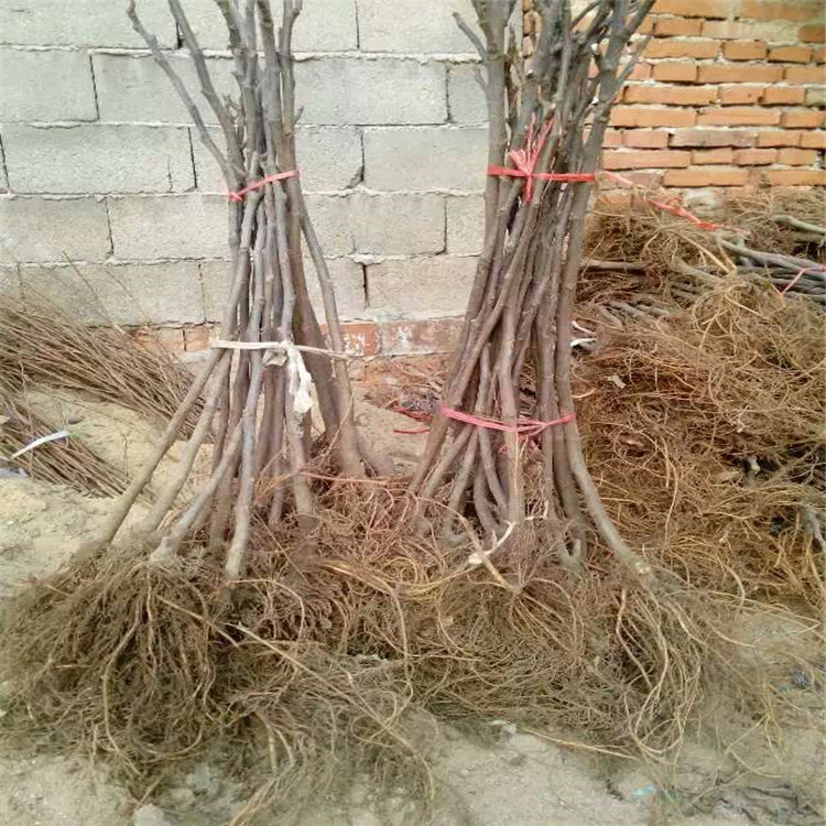 柿子苗木，柿子樹那個品種好，賣柿子樹苗