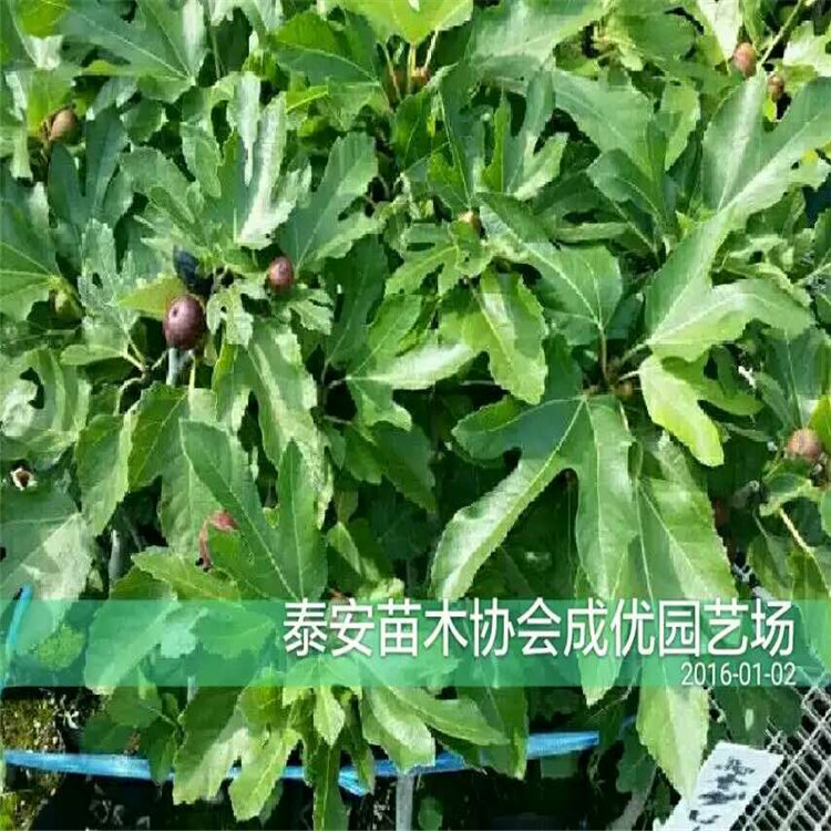 出售柿子苗，柿子樹多少錢一棵，大規(guī)格柿子樹
