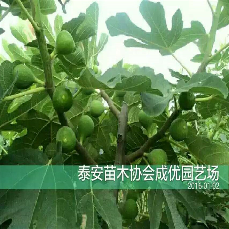 1公分柿子價格，新品種柿子多少錢，出售柿子樹