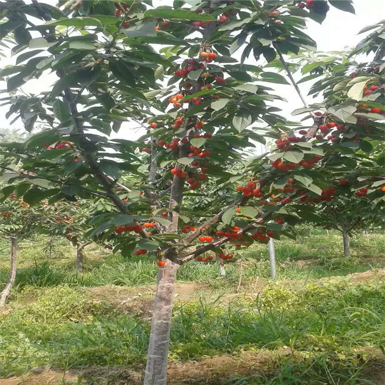 脆甜柿子樹苗，哪里賣柿子樹苗，柿子苗多少錢一株