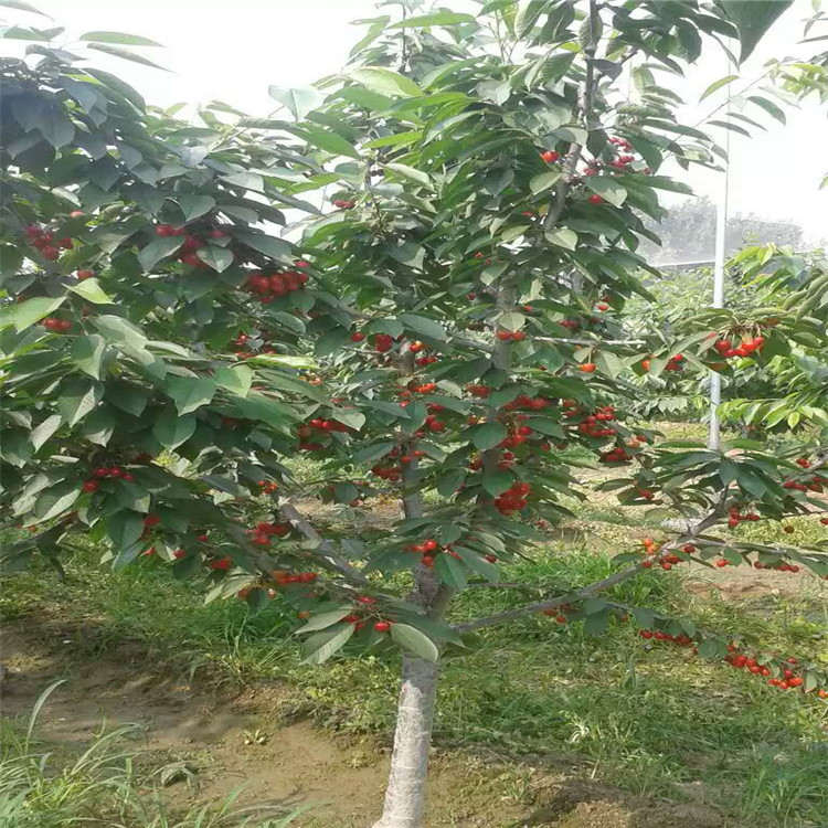 出售甜柿子樹苗，今年柿子樹多少錢，大規(guī)格柿子樹