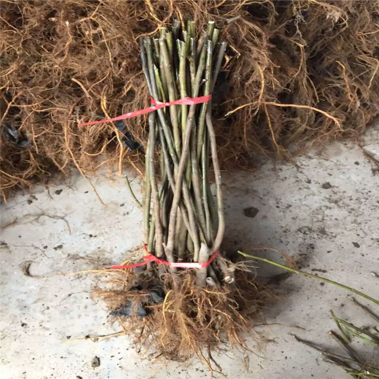 柿子樹苗，柿子樹新品種，賣柿子樹苗