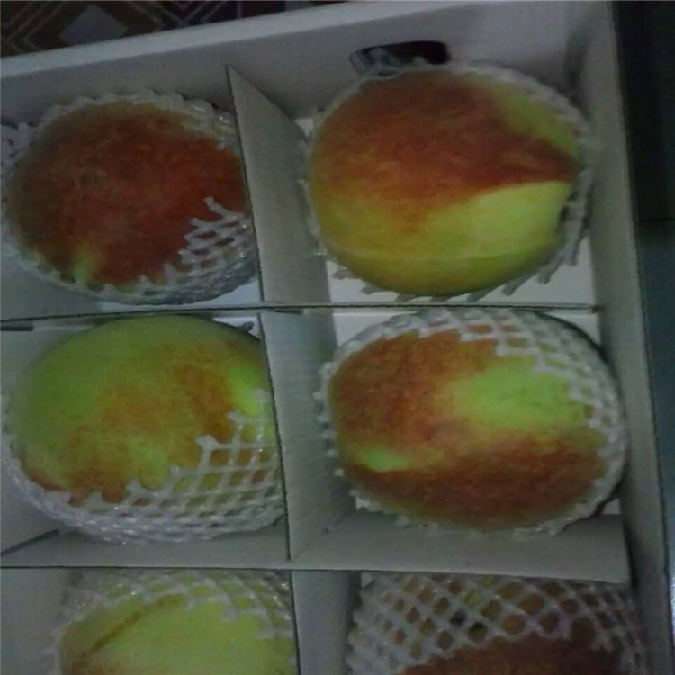 出售柿子苗，5公分柿子樹(shù)，大規(guī)格柿子樹(shù)