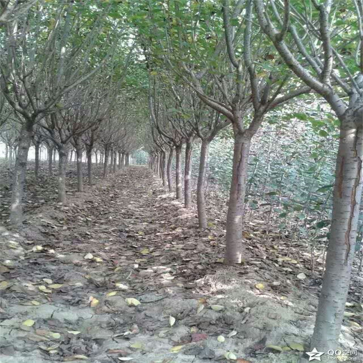 脆柿子樹(shù)苗，今年柿子樹(shù)多少錢，出售柿子樹(shù)