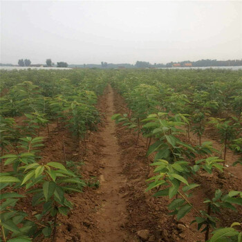 2公分柿子價格，今年柿子樹多少錢，柿子苗基地