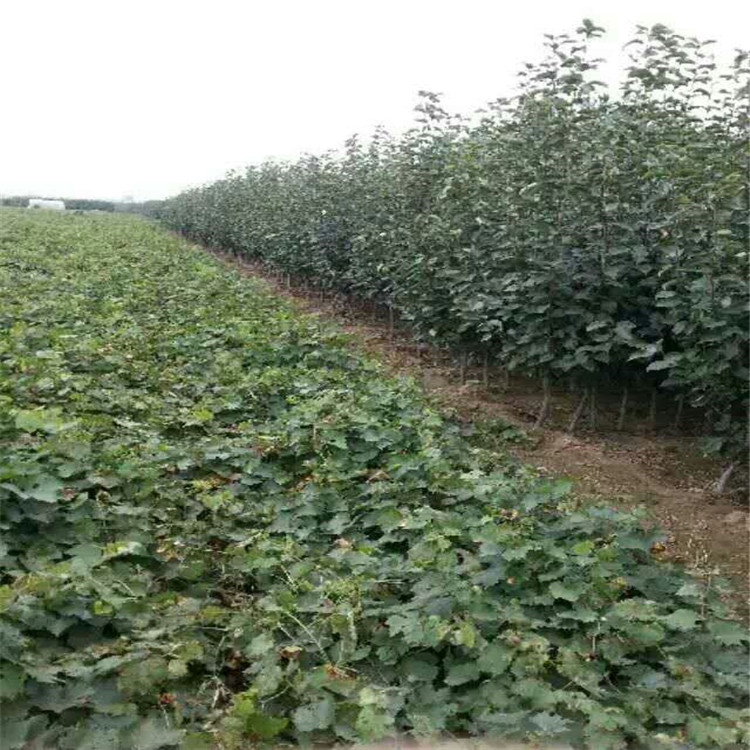 柿子苗出售，8公分柿子樹苗，多少錢一棵