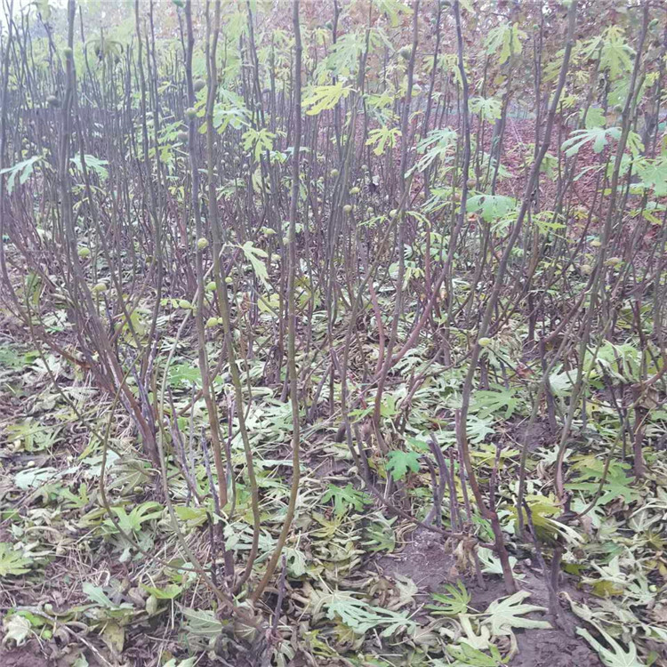 柿子樹苗價(jià)格，柿子樹圖片，老柿子樹