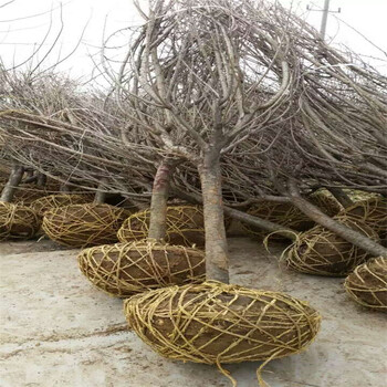 脆甜柿子樹苗，嫁接柿子樹苗，柿子苗多少錢