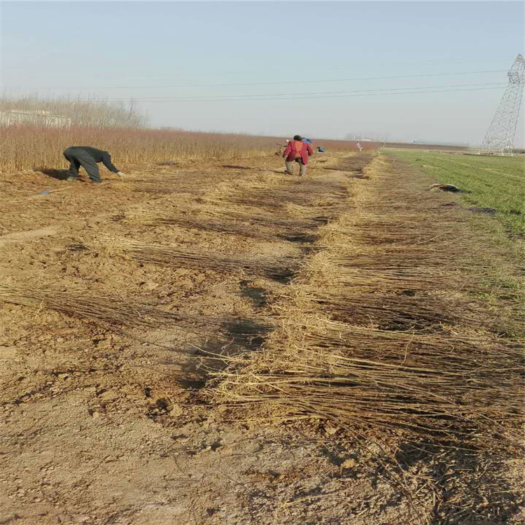 柿子樹(shù)苗價(jià)格，脆甜柿子苗多少錢(qián)，柿子苗多少錢(qián)一株