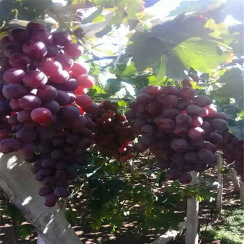 脆甜柿子樹苗，柿子樹新圖片，大規(guī)格柿子樹