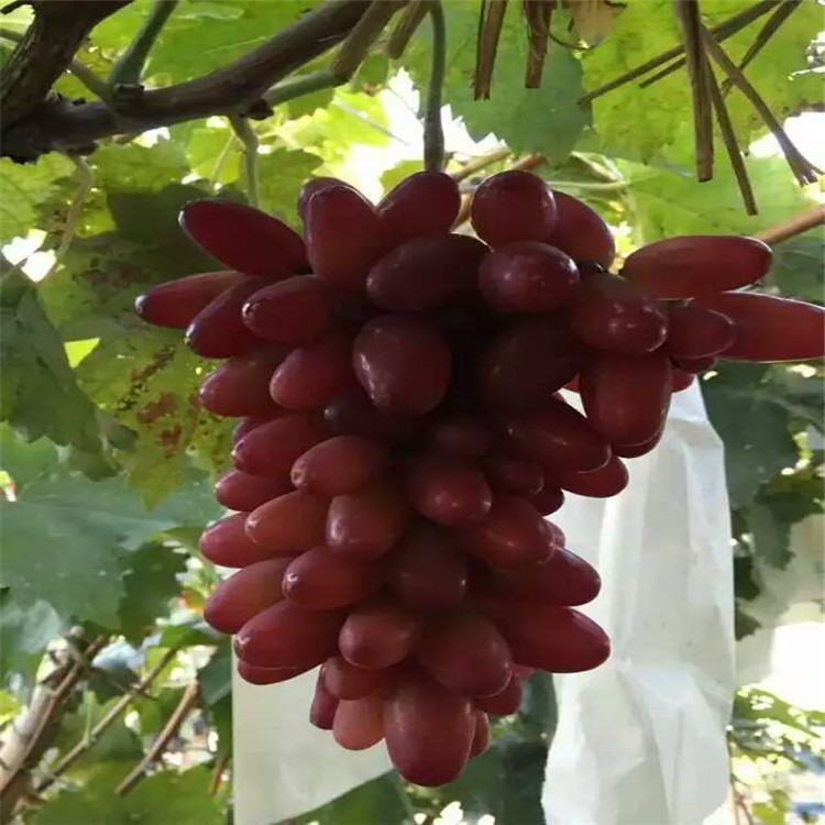 出售柿子苗，柿子樹多少錢一棵，大規(guī)格柿子樹