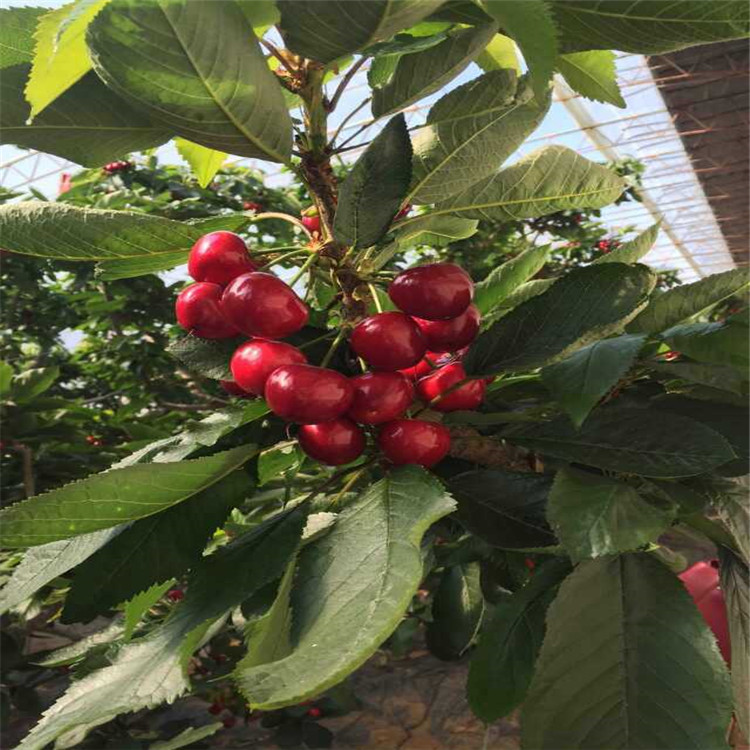 出售甜柿子樹苗，今年柿子樹多少錢，大規(guī)格柿子樹