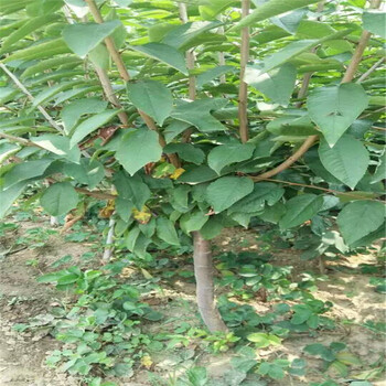 柿子樹苗價格，柿子苗出售，大規(guī)格柿子樹