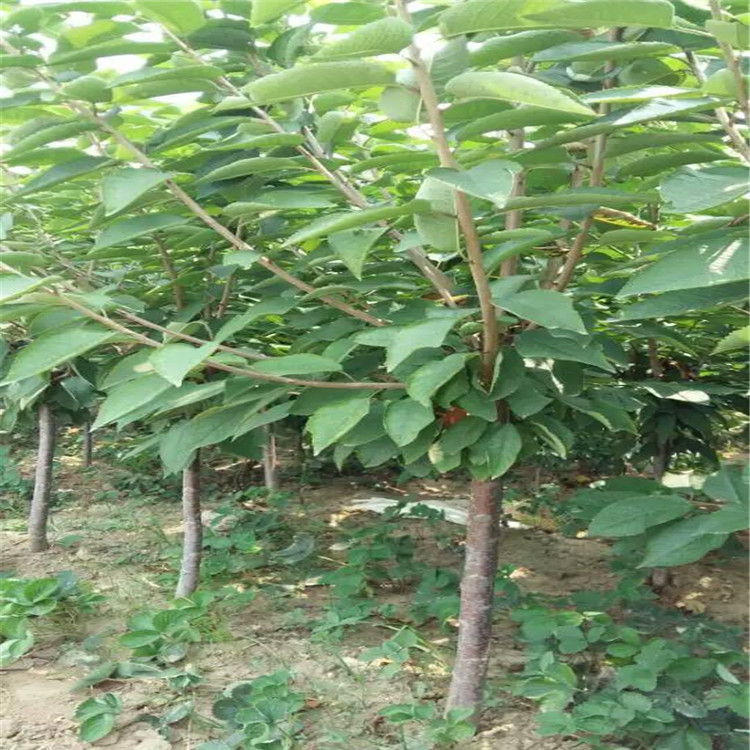 甜柿子樹苗價格，求購柿子樹苗，出售柿子樹