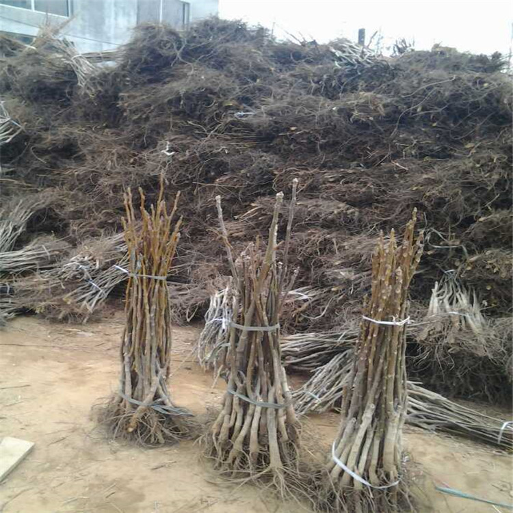 出售甜柿子樹苗，今年柿子樹多少錢，大規(guī)格柿子樹