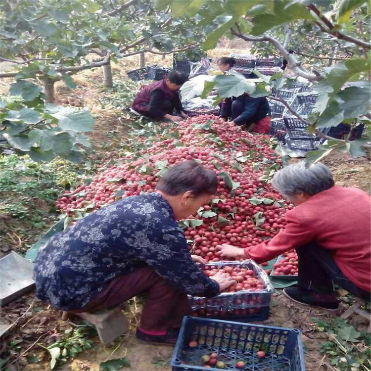 柿子种苗，嫁接柿子树苗，大规格柿子树