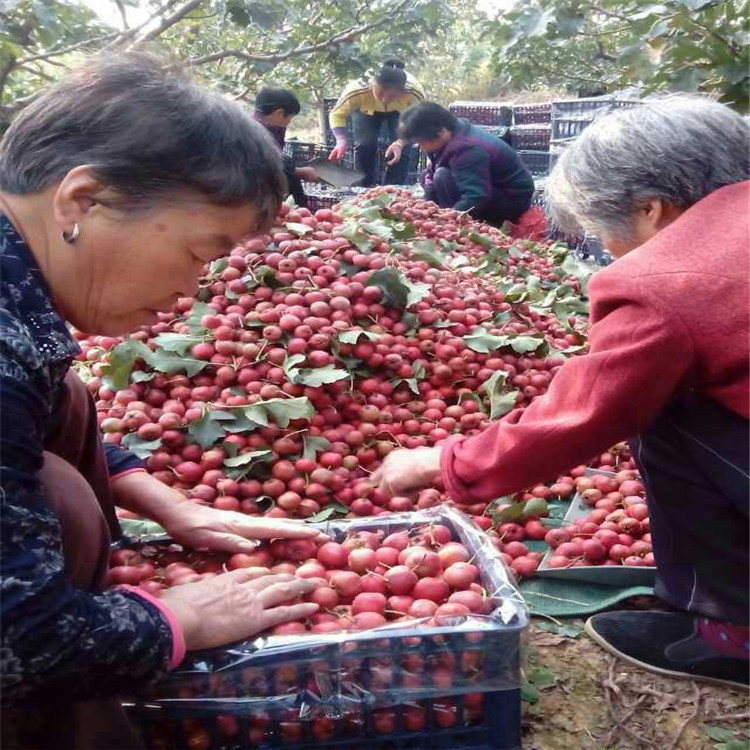磨盤柿子苗，柿子樹那個品種好，大規(guī)格柿子樹