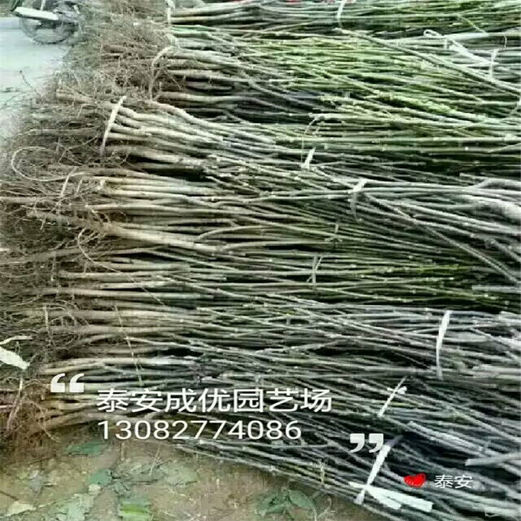 脆柿子树苗，哪里有柿子树，老柿子树