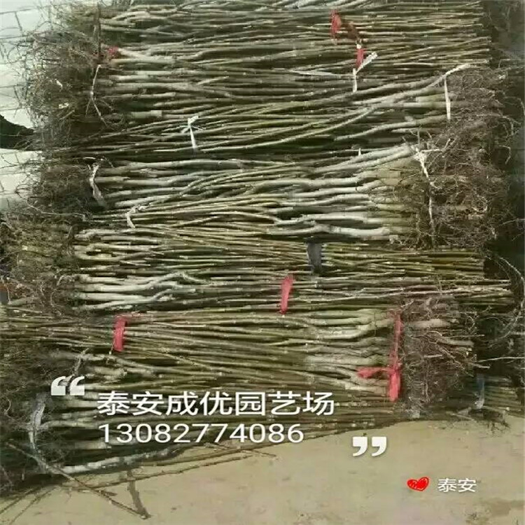 柿子树苗价格，山东柿子基地，出售柿子树苗