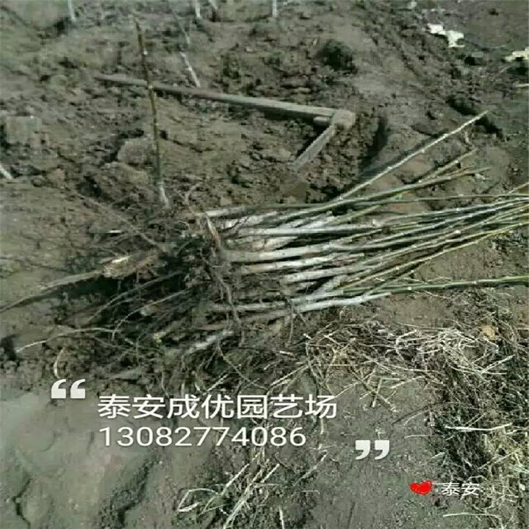 1公分柿子價格，今年柿子樹多少錢，多少錢一棵