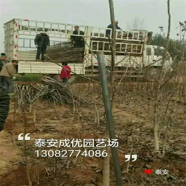 3公分柿子價格，山東柿子基地，柿子苗多少錢一株