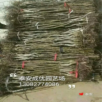 柿子種苗，柿子樹多少錢一棵，老柿子樹