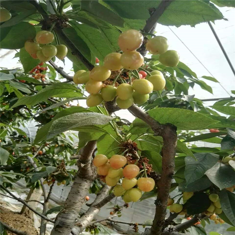 柿子苗基地，哪里有賣柿子樹苗，多少錢一棵