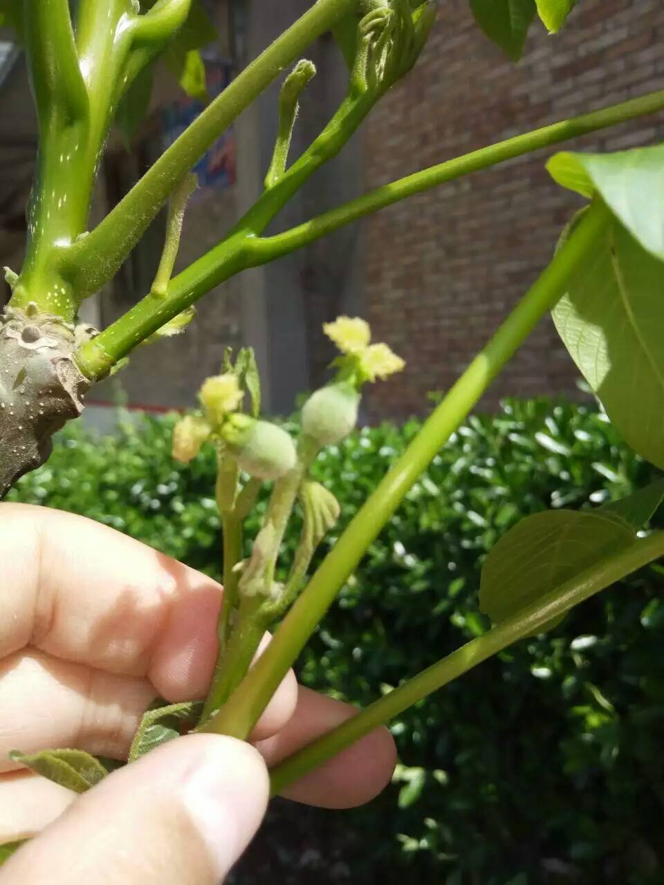 1公分柿子價格，新品種柿子多少錢，出售柿子樹