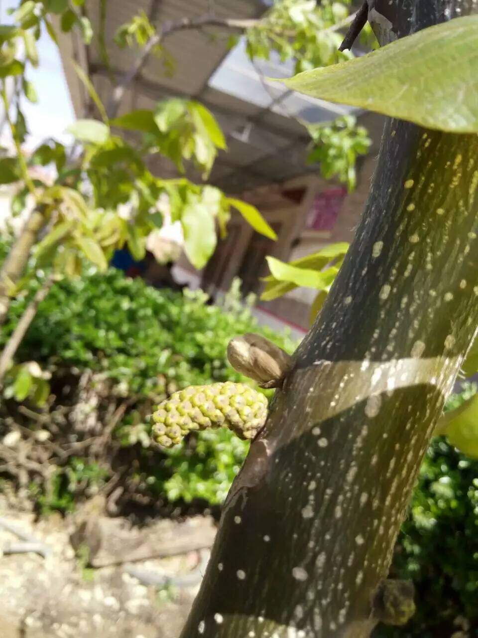 柿子種苗，柿子樹(shù)多少錢一棵，老柿子樹(shù)