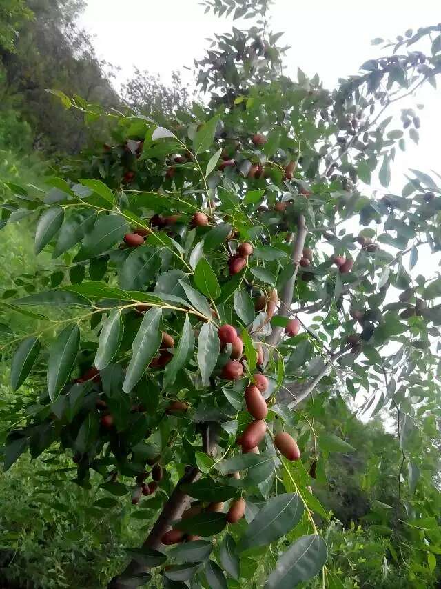 柿子樹苗價格，5公分柿子樹，柿子苗基地