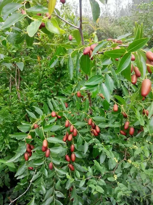 柿子種苗，哪里賣柿子樹苗，柿子苗基地