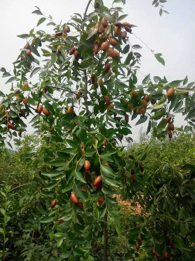 柿子樹苗價格，柿子苗出售，大規(guī)格柿子樹