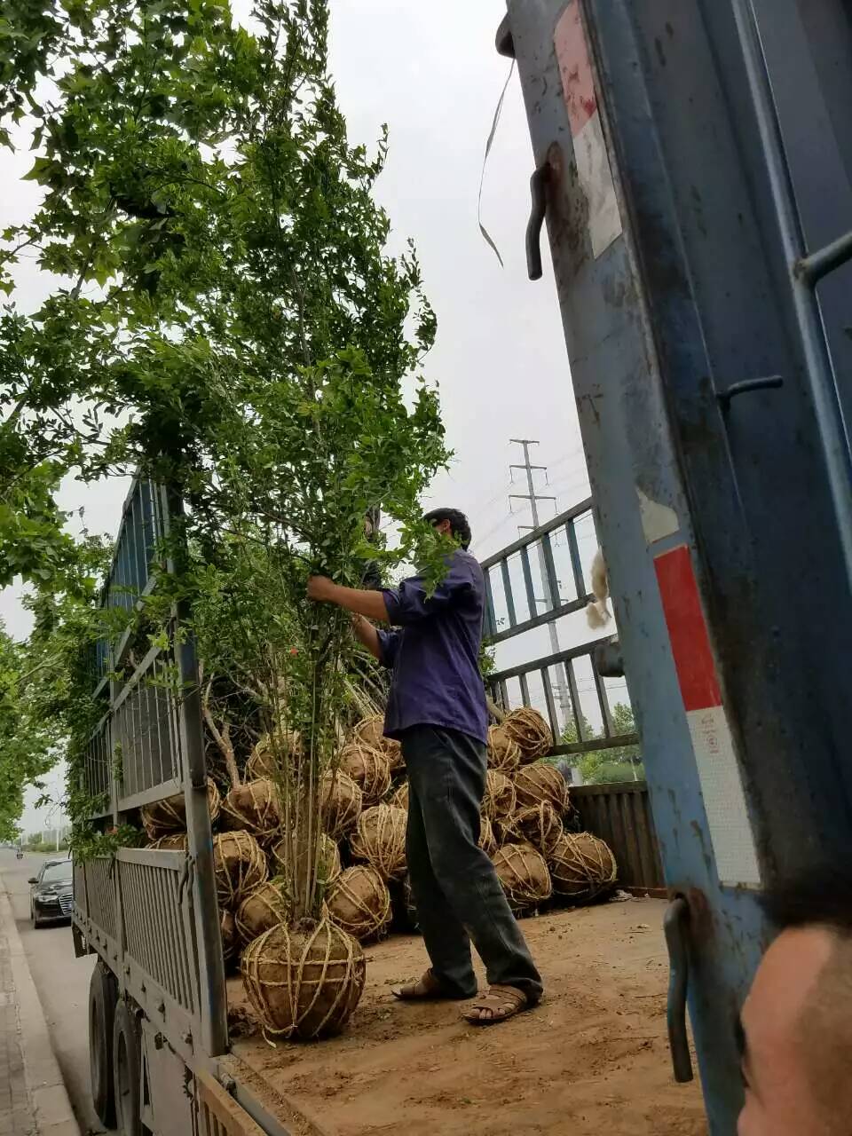柿子苗出售，8公分柿子樹苗，賣柿子樹苗