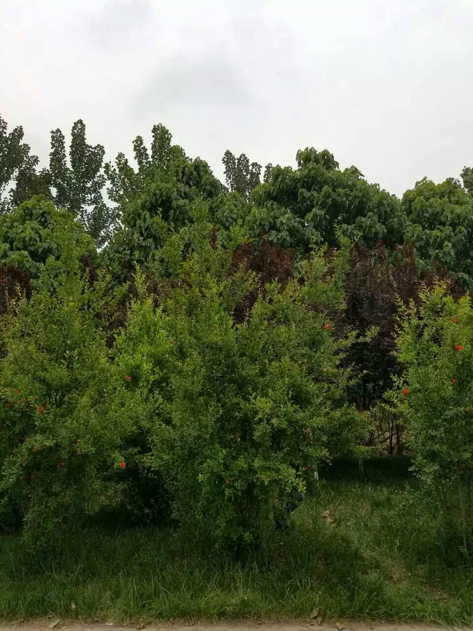 脆甜柿子樹苗，新品種柿子樹，出售柿子樹