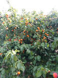 珍珠油杏树苗，杏树亩产多少斤图片0