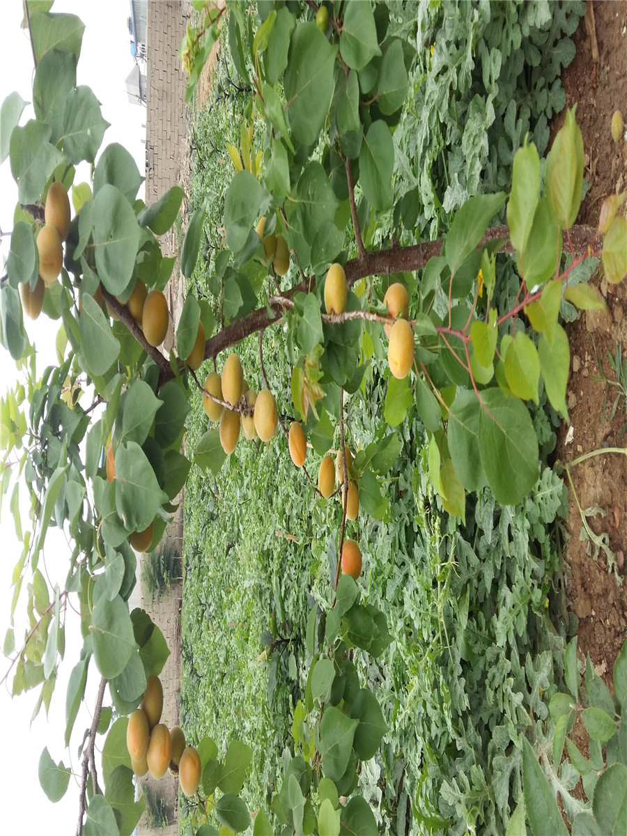山东杏树苗出售，2017杏树苗品种