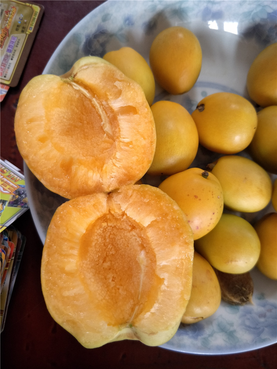 山東杏樹苗出售，山東杏樹基地杏樹畝產(chǎn)多少斤