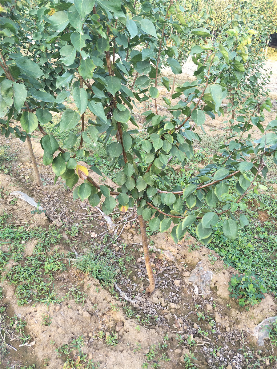 哪里批發(fā)杏樹苗，珍珠油杏產(chǎn)地杏樹報價多少錢
