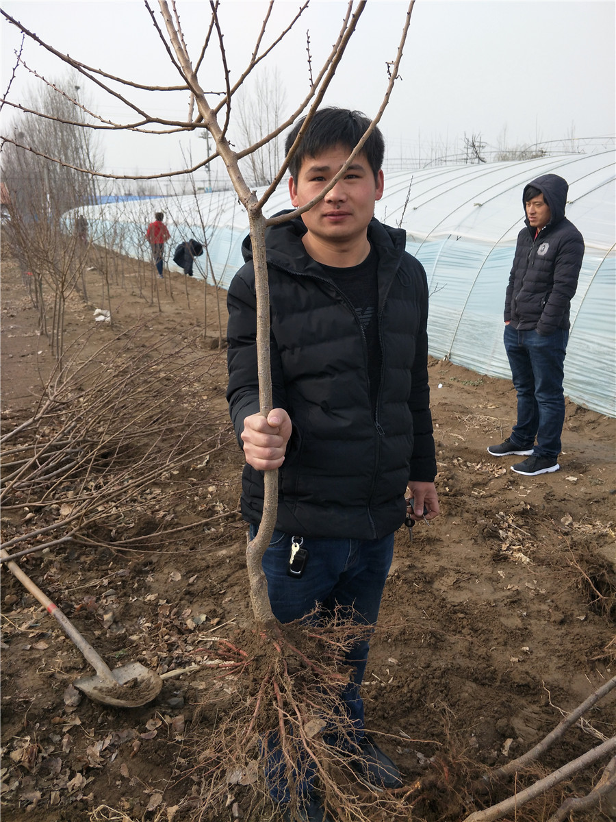 哪里出售銀杏樹苗，山東杏樹基地杏樹苗多少錢一株