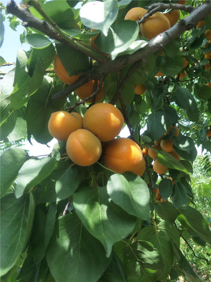 银杏树苗多少钱一棵，杏树那个品种