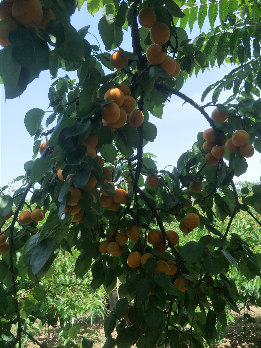 杏树树苗，杏树苗多少钱
