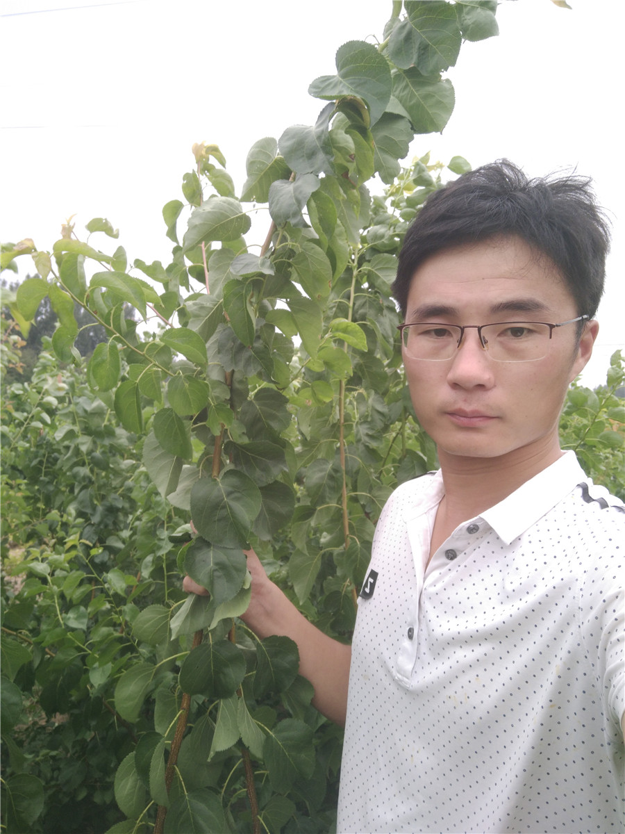 杏樹(shù)樹(shù)苗，5公分杏樹(shù)杏樹(shù)一棵多少錢