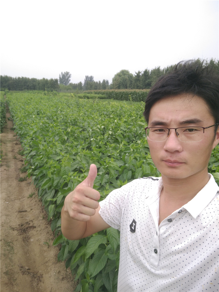銀杏樹苗多少錢一棵，金太陽杏樹多少錢杏樹苗多少錢